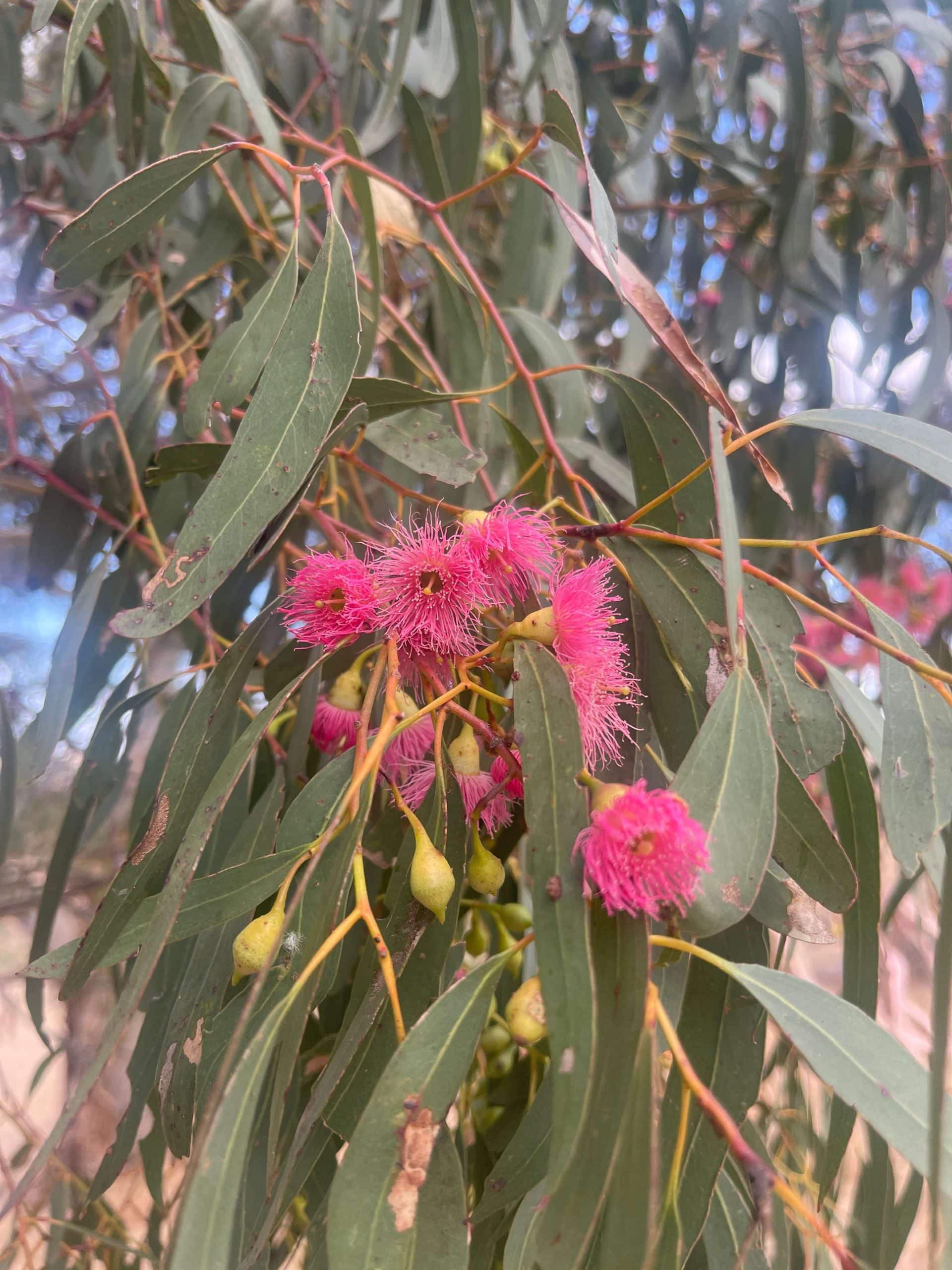 flowering-gum