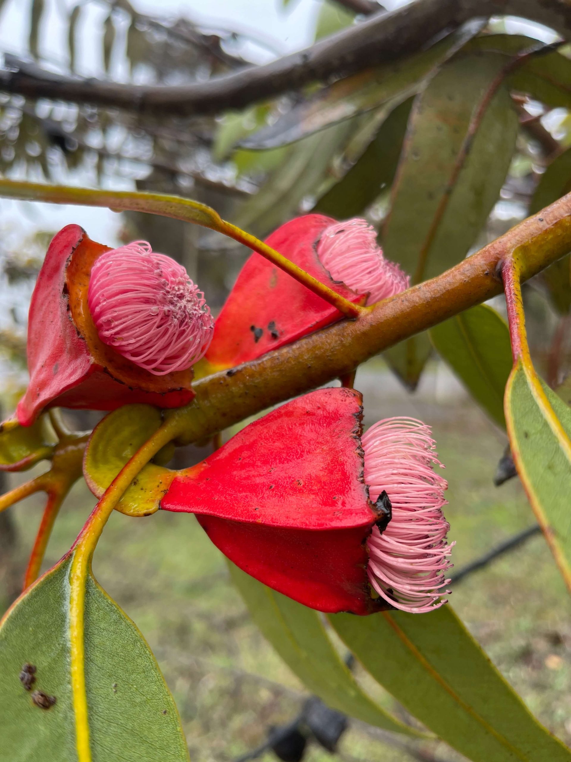 red-gum-flowers