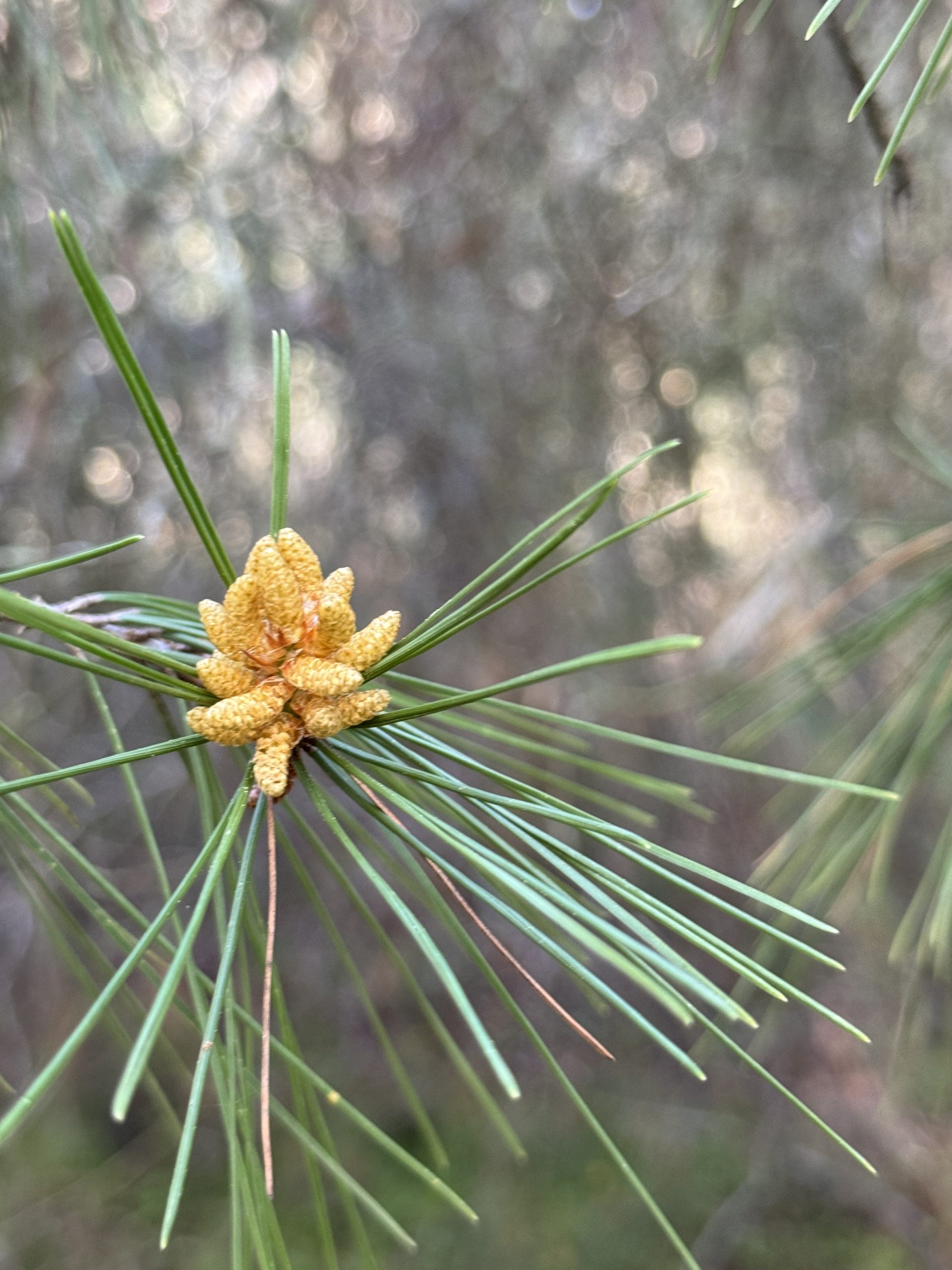 emerging-pine-cones