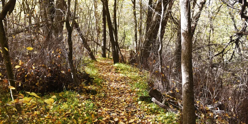 Maple-Walk-autumn-leaves-MKDSC_1936